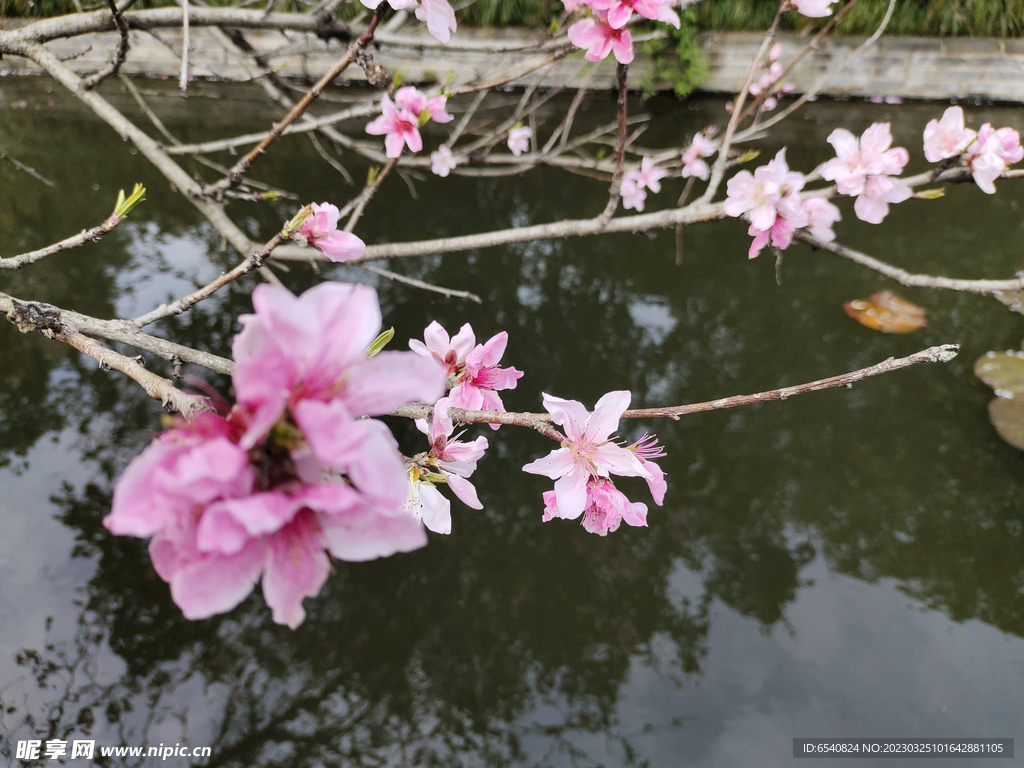 桃花