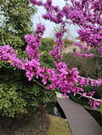 红花
