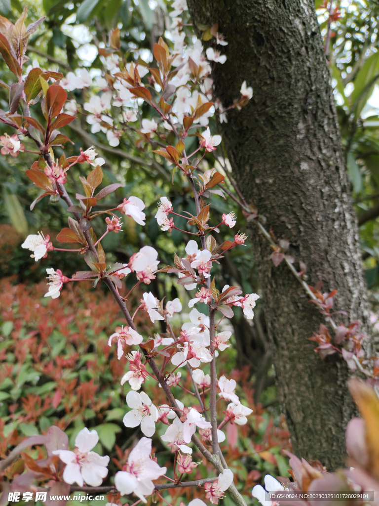 樱花