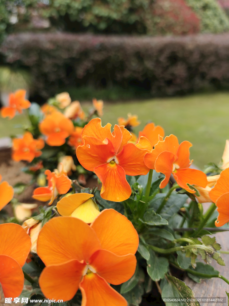 花