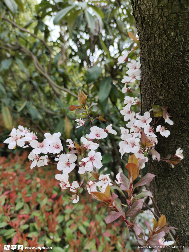 紫叶矮樱