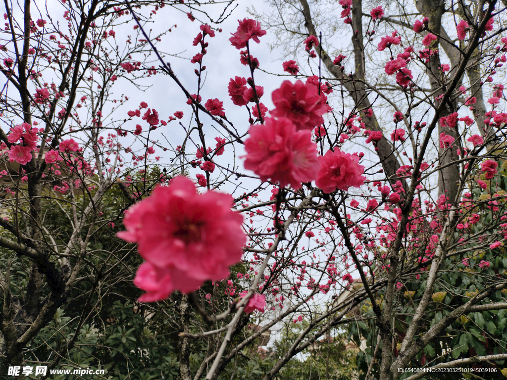 春天的花