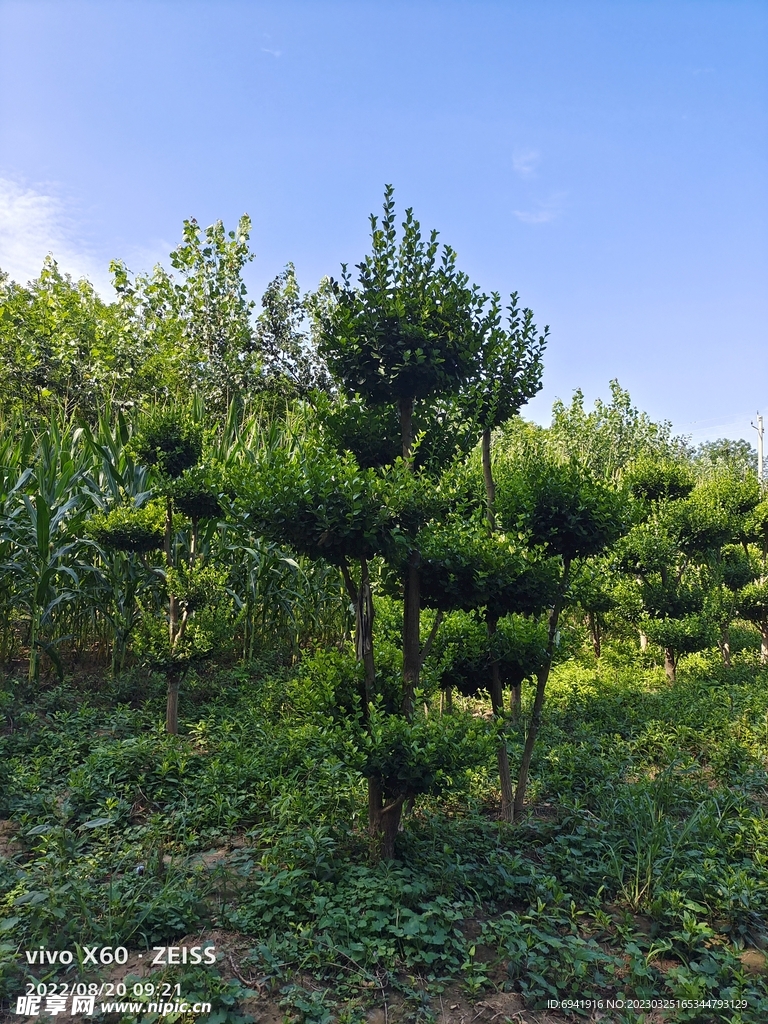 造型树