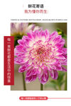 鲜花花束 菊花