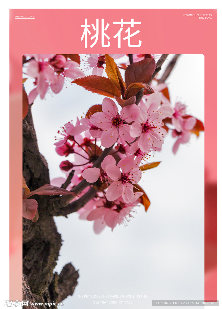 桃花