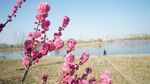春天河边盛开的桃花
