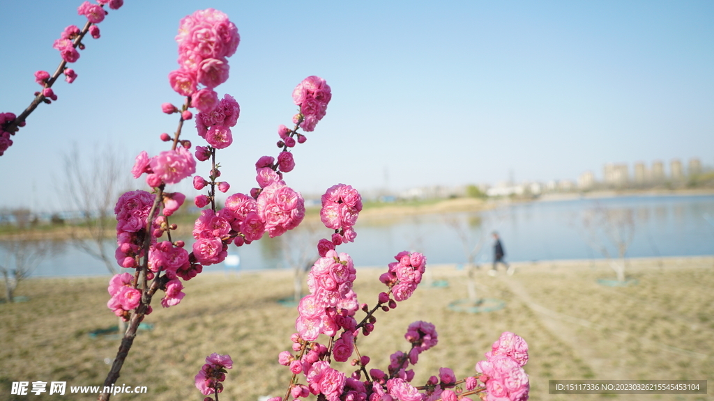 春天河边盛开的桃花