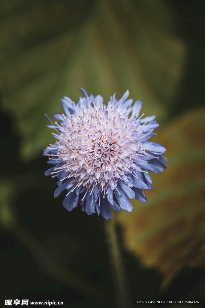 蓝花野茼蒿