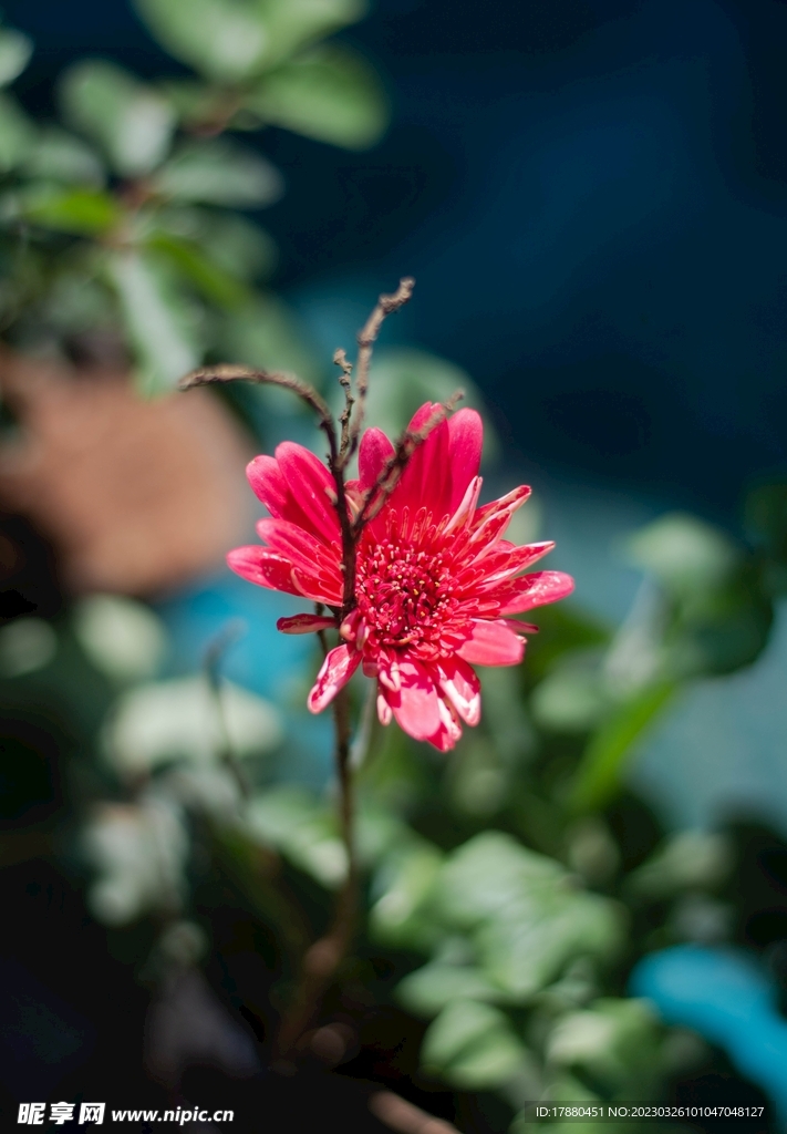 珊瑚花