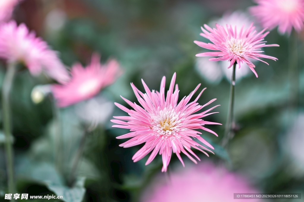 蜡菊