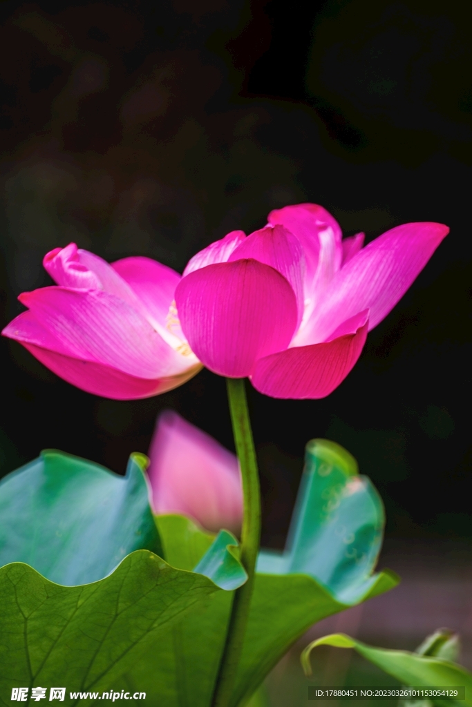 荷花
