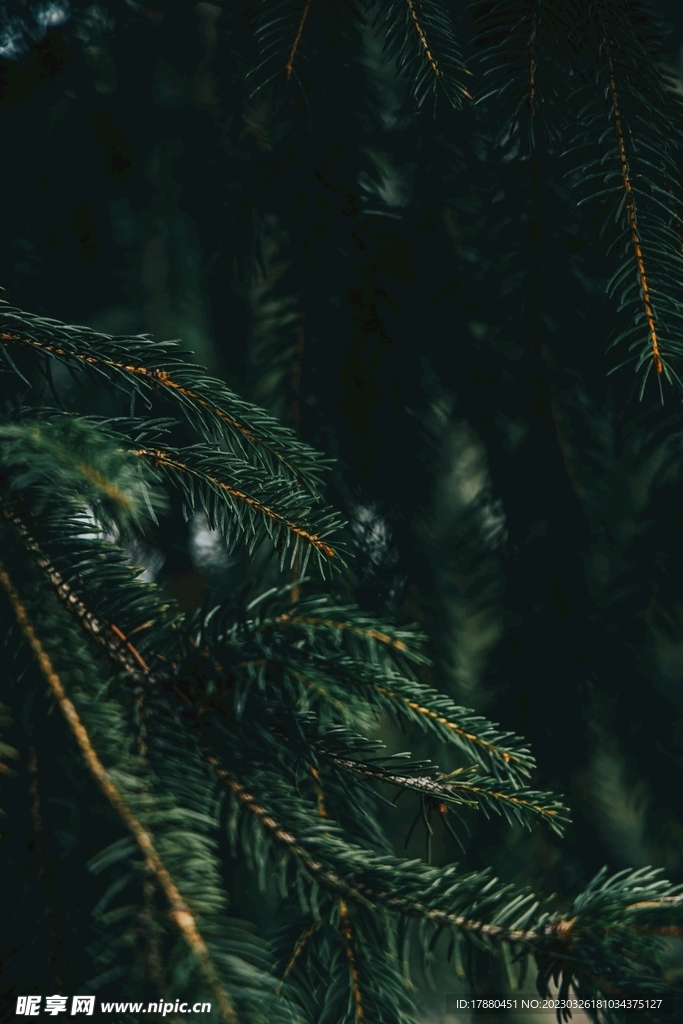 桫椤