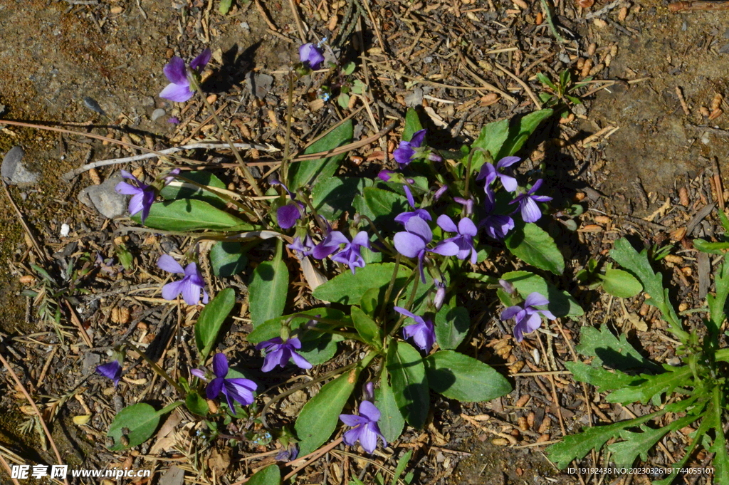 紫花地丁 