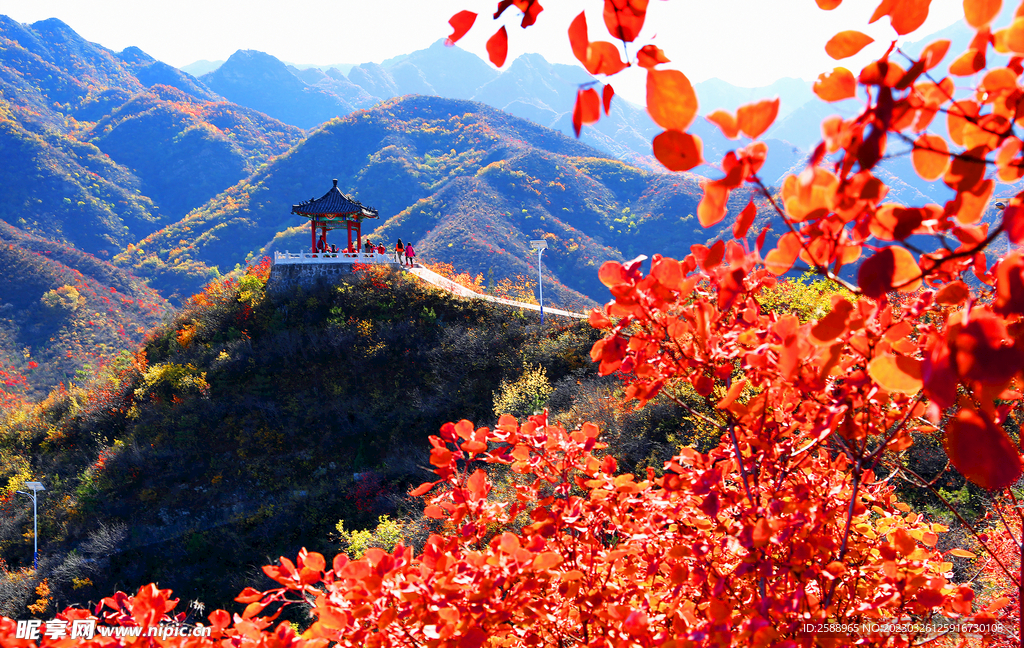 红叶 枫叶 山川