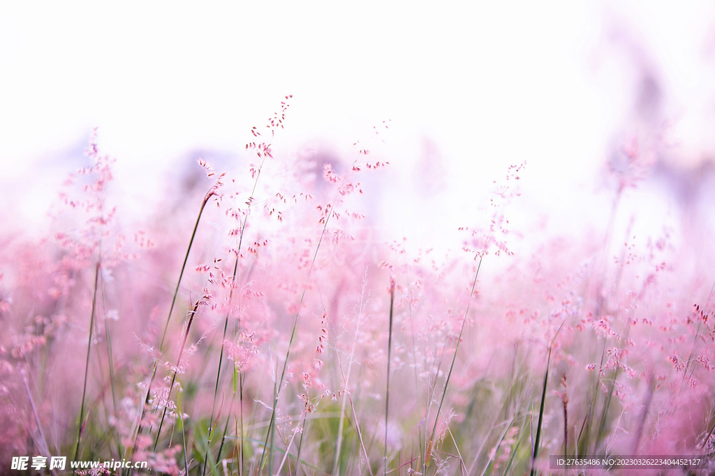 粉色花丛
