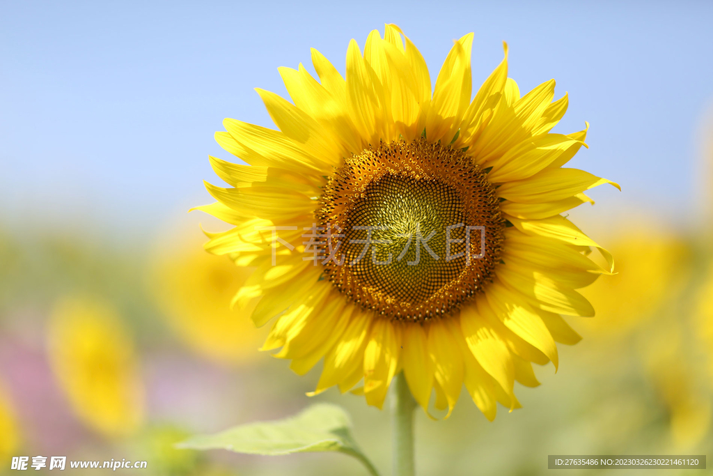 向日葵