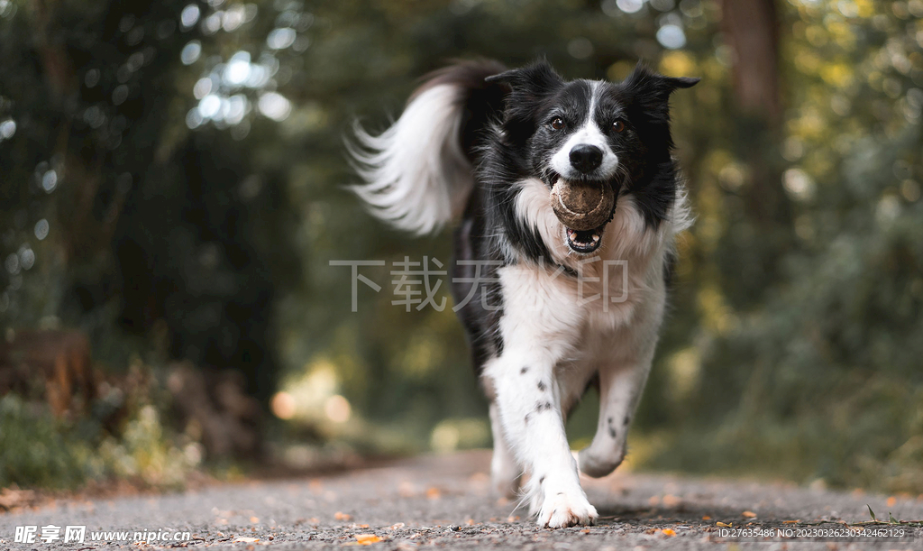 边牧