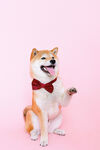 柴犬