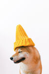 柴犬