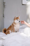 柴犬