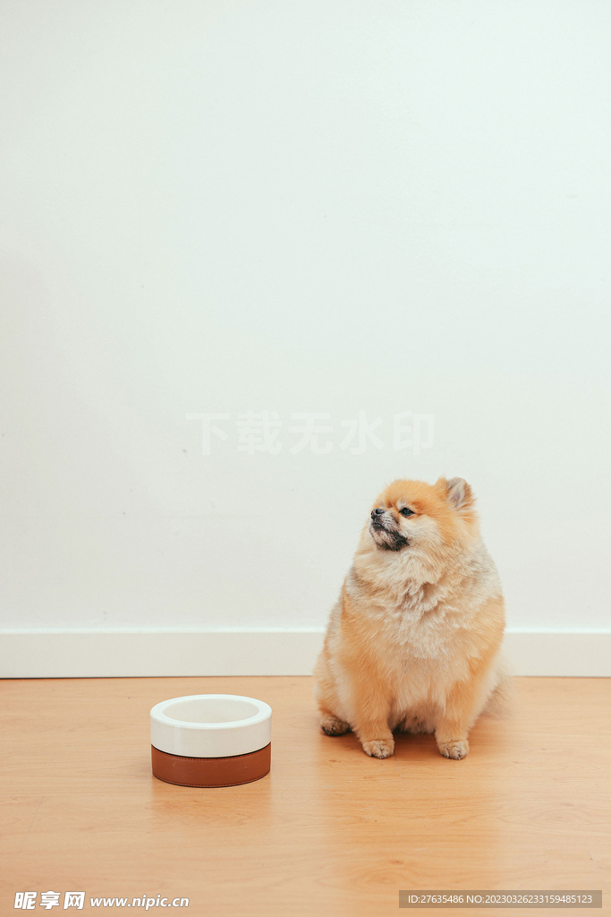 博美犬