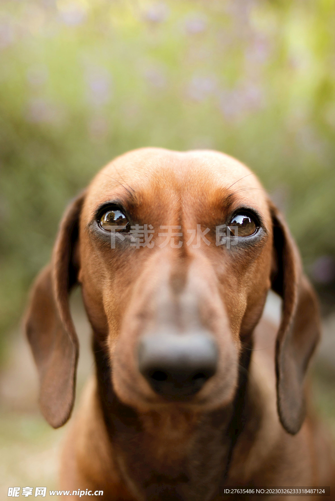 腊肠犬