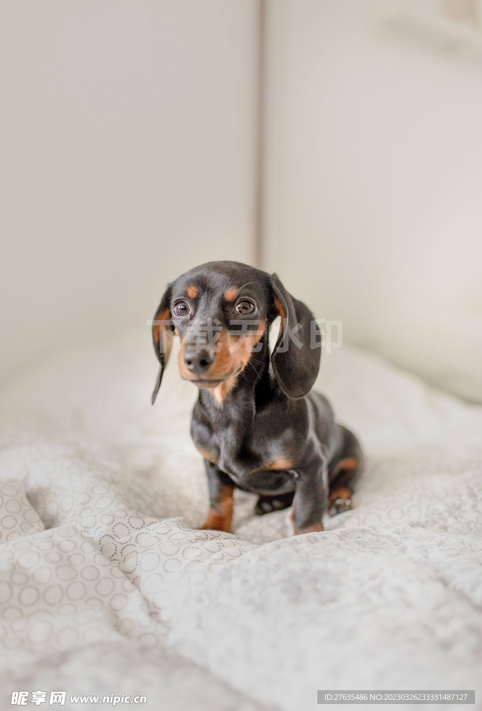 腊肠犬