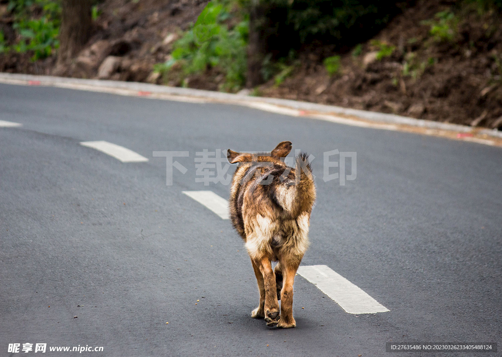 狼狗背影