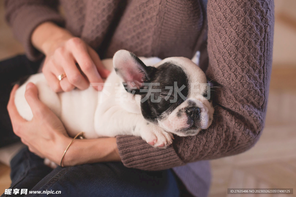 法斗幼犬