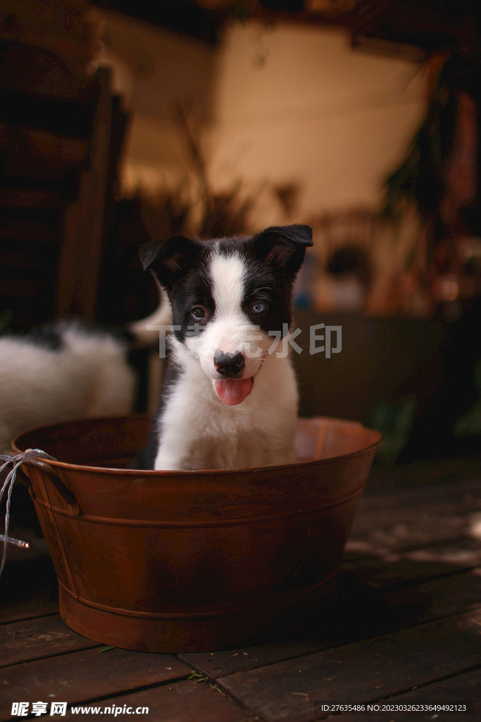 边牧幼犬