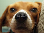 小狗