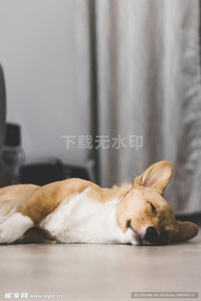 柯基