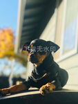四眼狗
