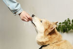 秋田犬