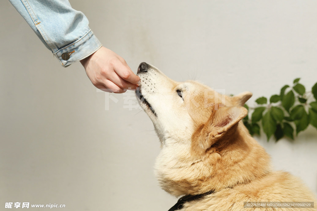 秋田犬