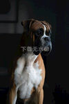 拳师犬
