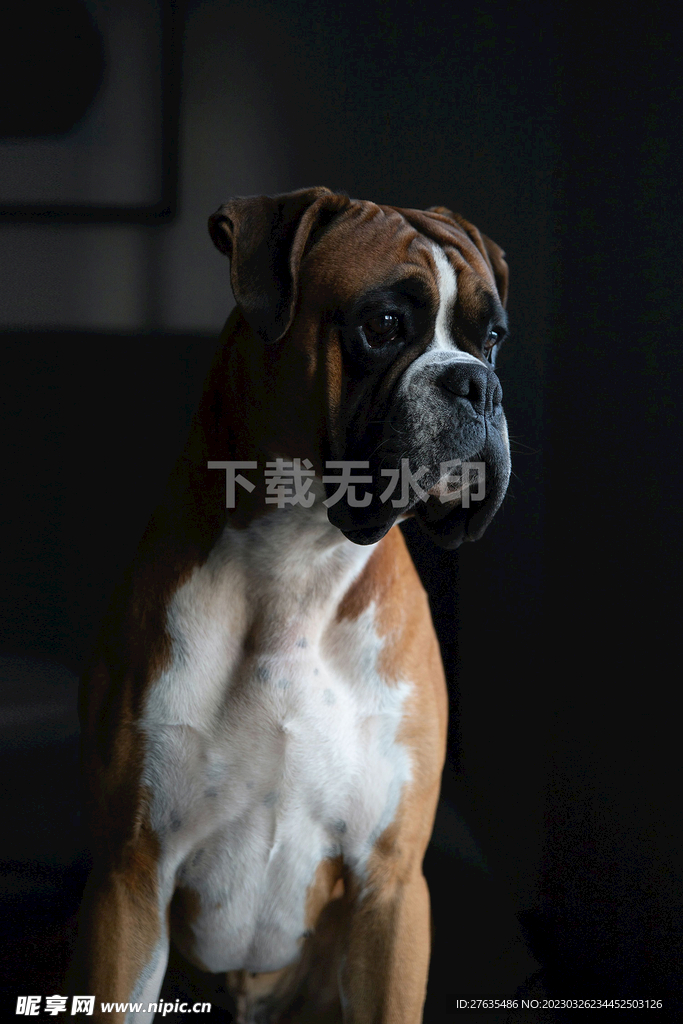 拳师犬