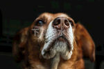 比格犬