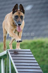 马犬