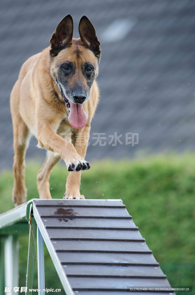马犬