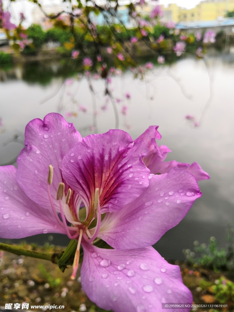 紫荆花
