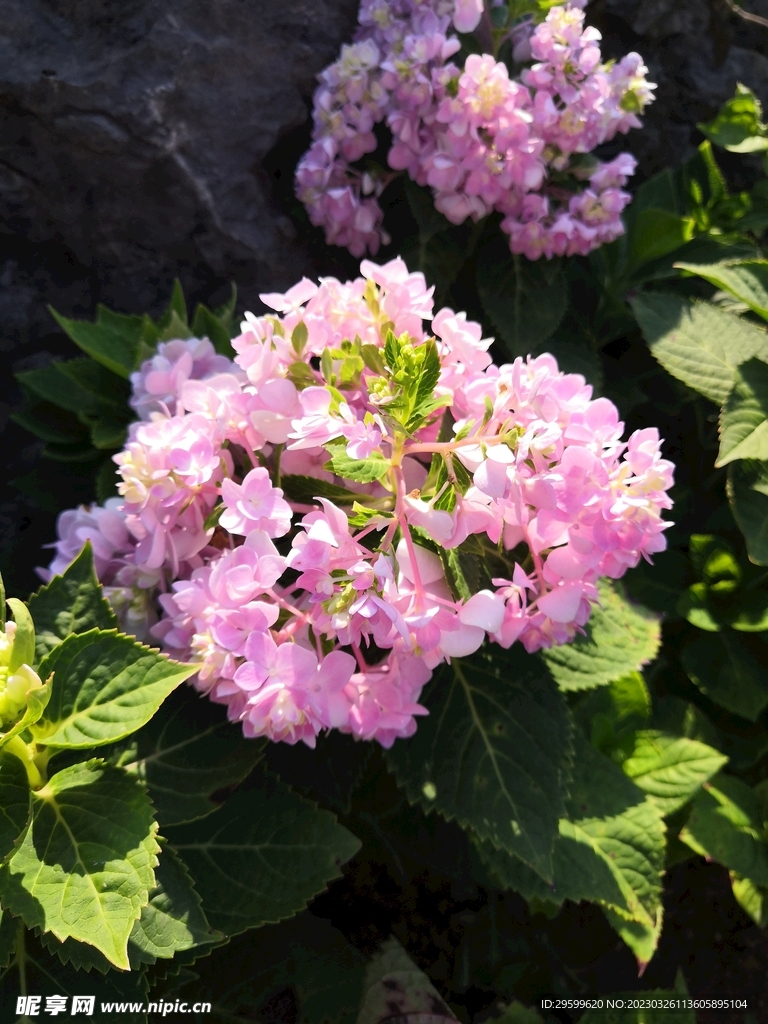 绣球花