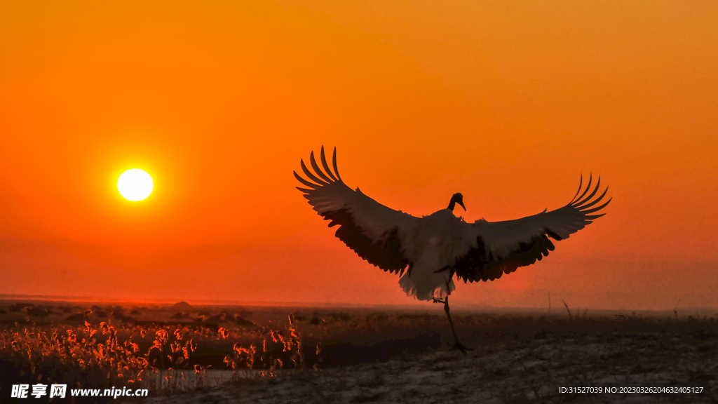 夕阳下的丹顶鹤图片