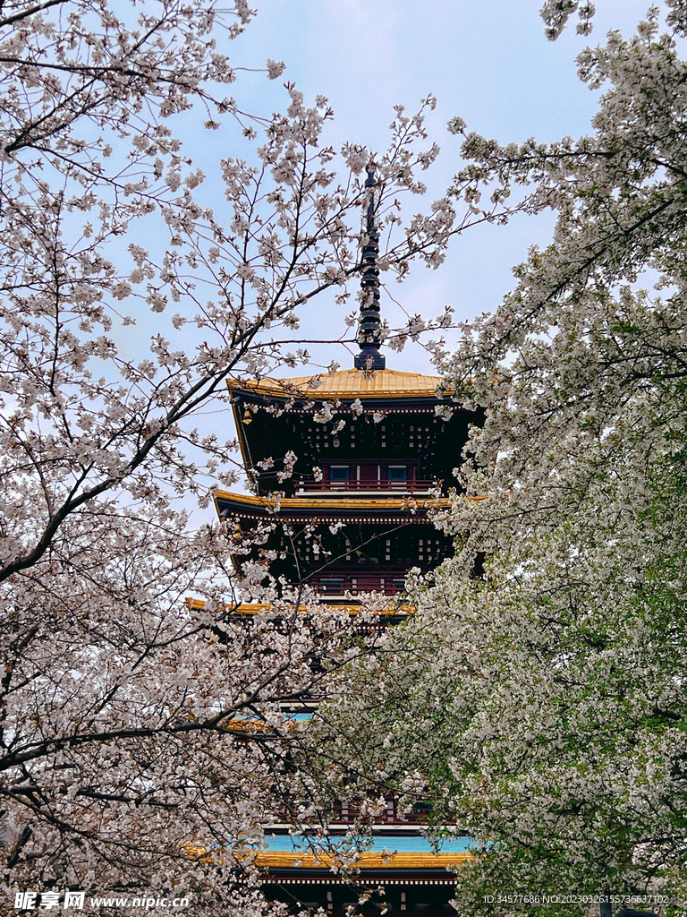 樱花盛开