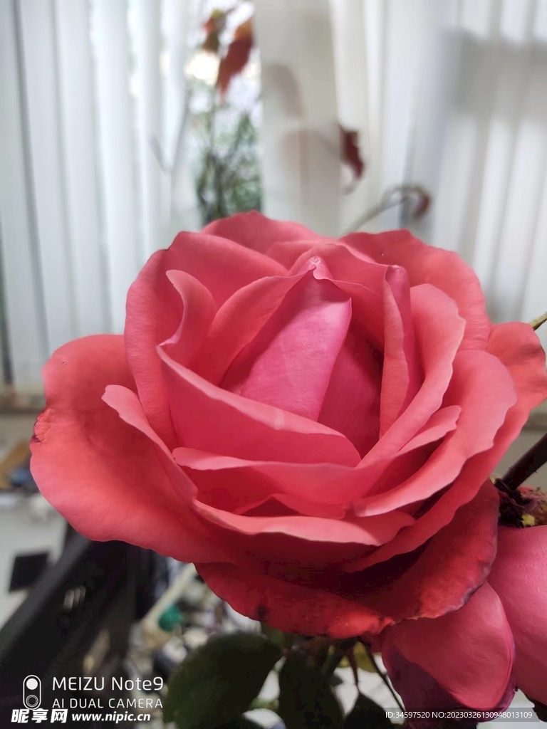 月季花