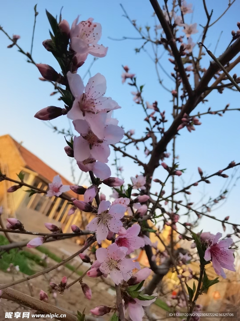 桃花