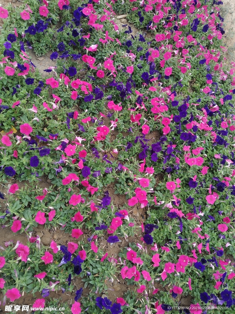一片花