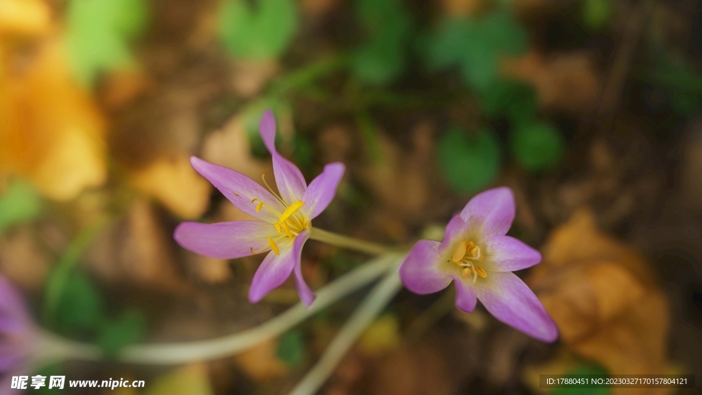 异檐花