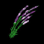 紫色薰衣草PNG免扣鲜花素材