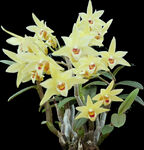 石斛花PNG免扣鲜花素材
